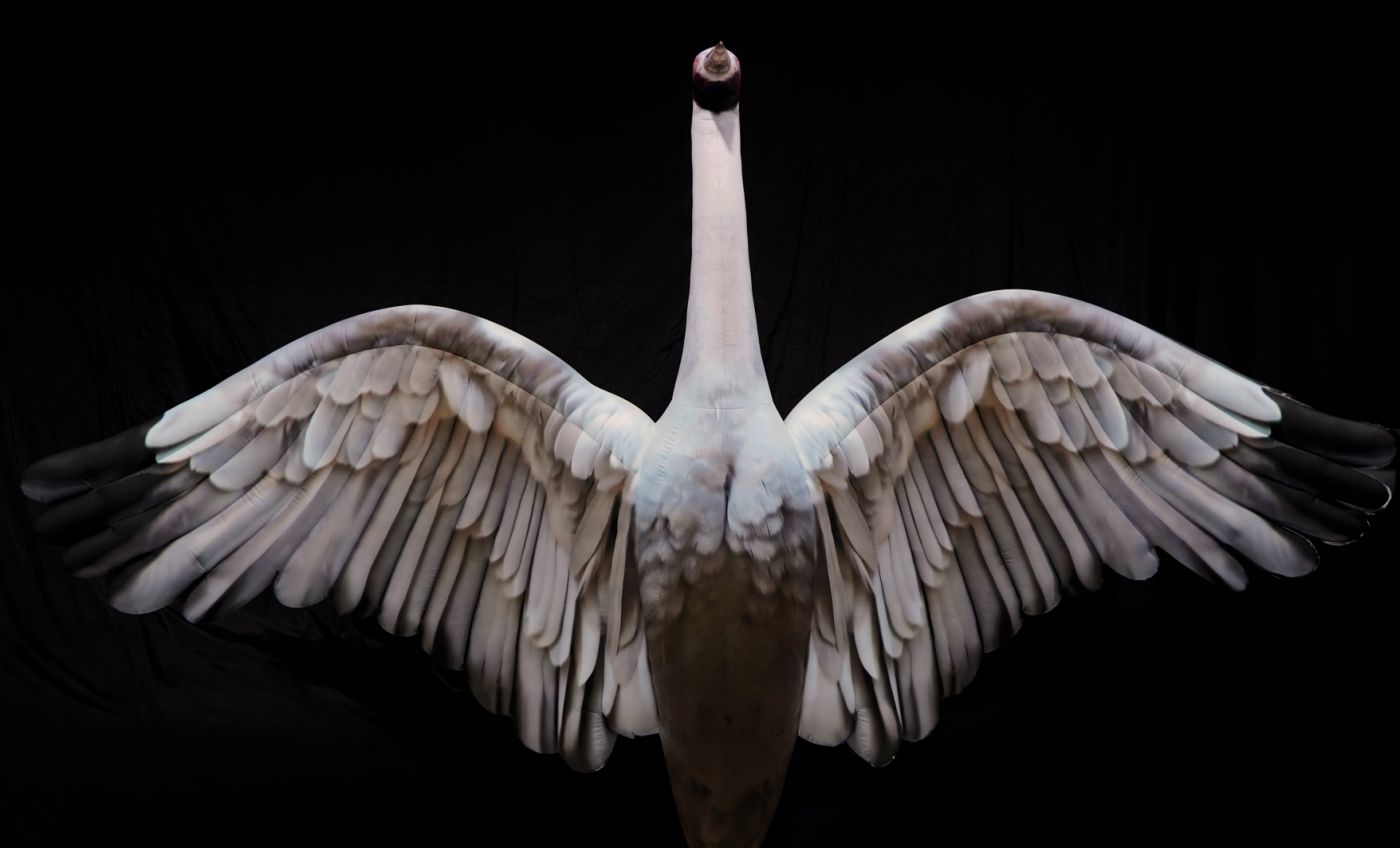 Brolga Birds